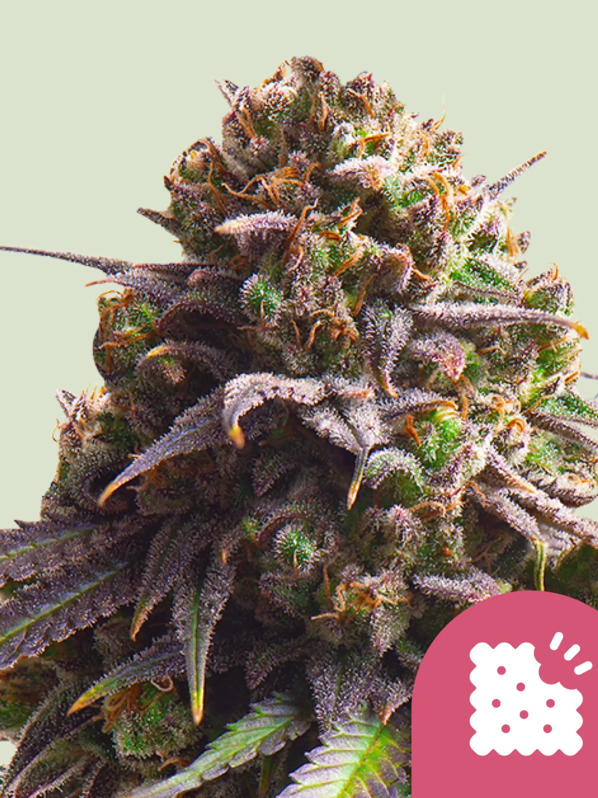 Biscotti überzeugt mit kompakten, stark bereiften Blüten und einem markanten süß-nussigen Terpenprofil.