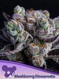 Blackberry Moonrocks® Cannabissamen von Anesia Seeds – Sammler- und Souvenirprodukt
