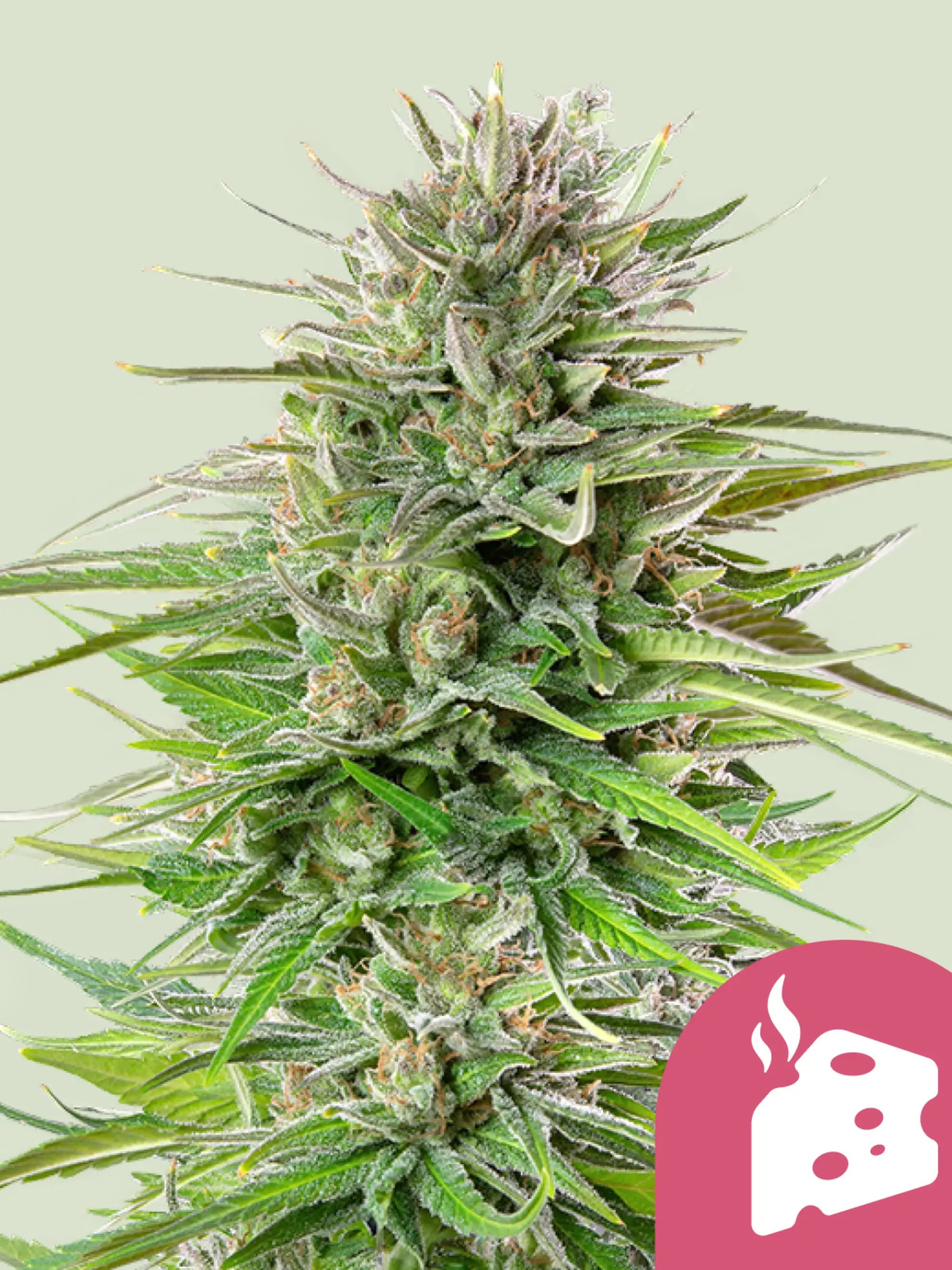 Blue Cheese – dichte, harzige Blüten mit intensivem Cheese-Aroma und fruchtiger Blaubeer-Note.