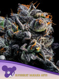 Blueberry Banana Auto Samen von Anesia Seeds – kompakte Autoflower-Pflanzensamen mit fruchtigem Aroma, ideal für Indoor- & Outdoor-Anbau