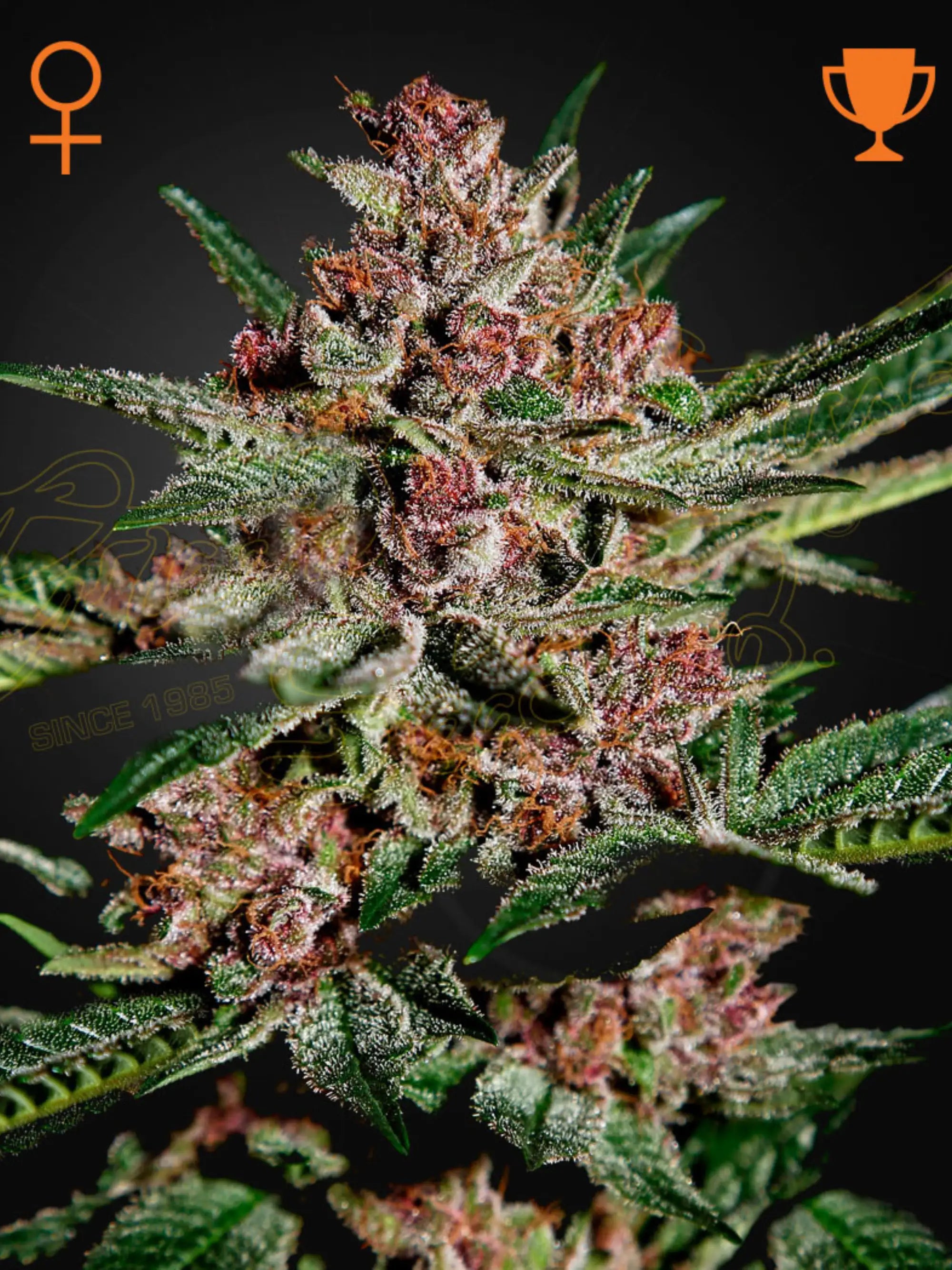 Feminiserte Bubba Kush Samen von Green House Seed Co