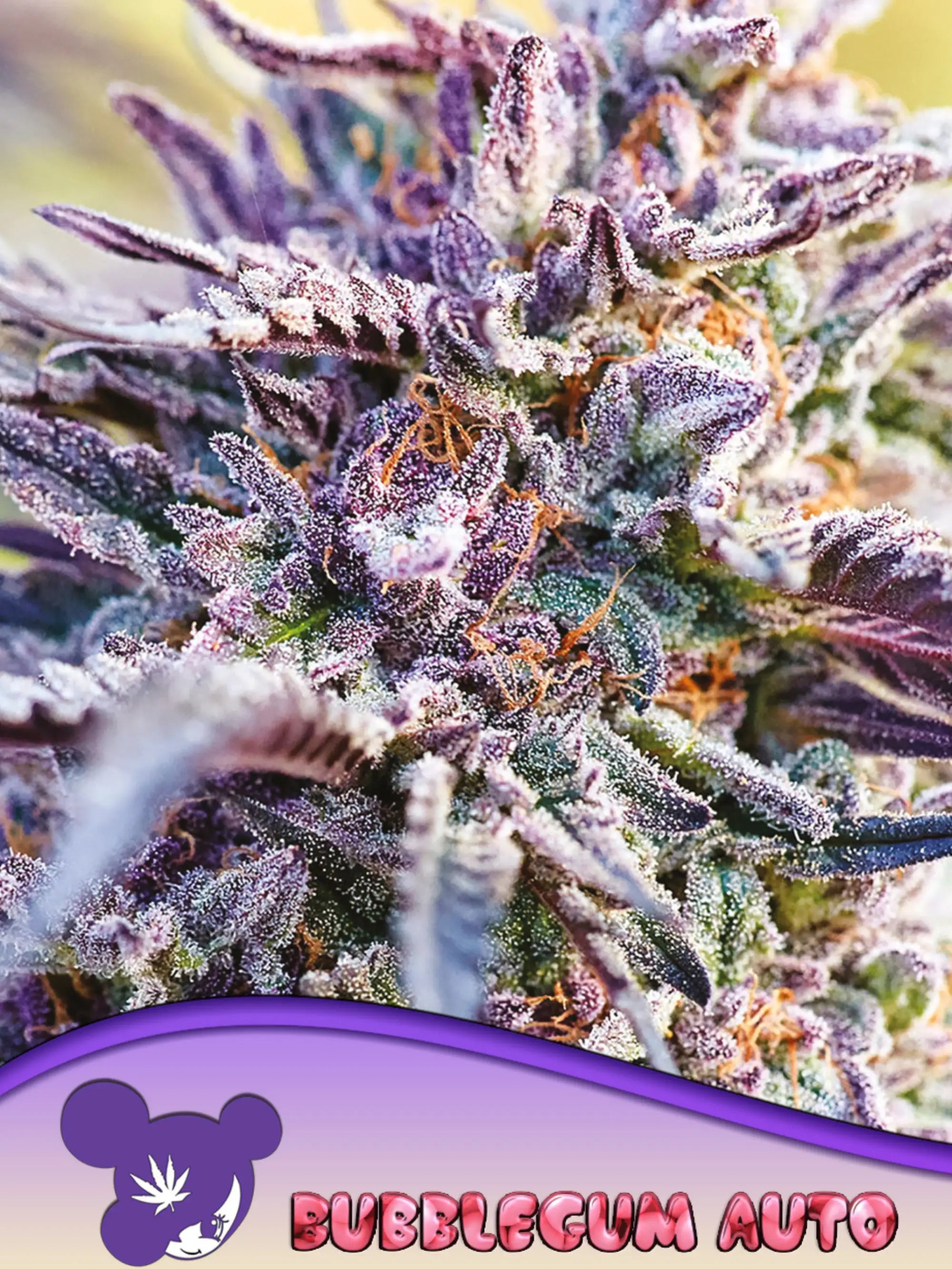 BubbleGum Auto Samen von Anesia Seeds – kompakte Autoflower-Pflanzensamen mit fruchtigem Kaugummi-Aroma, ideal für Indoor- & Outdoor-Anbau