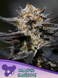Calypso Sunrocks Cannabissamen – Hawaiiana x Airside OG, nur für Sammler- und Souvenirzwecke