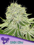 Cash Cow Cannabissamen von Anesia Seeds – Sammler- und Souvenirprodukt