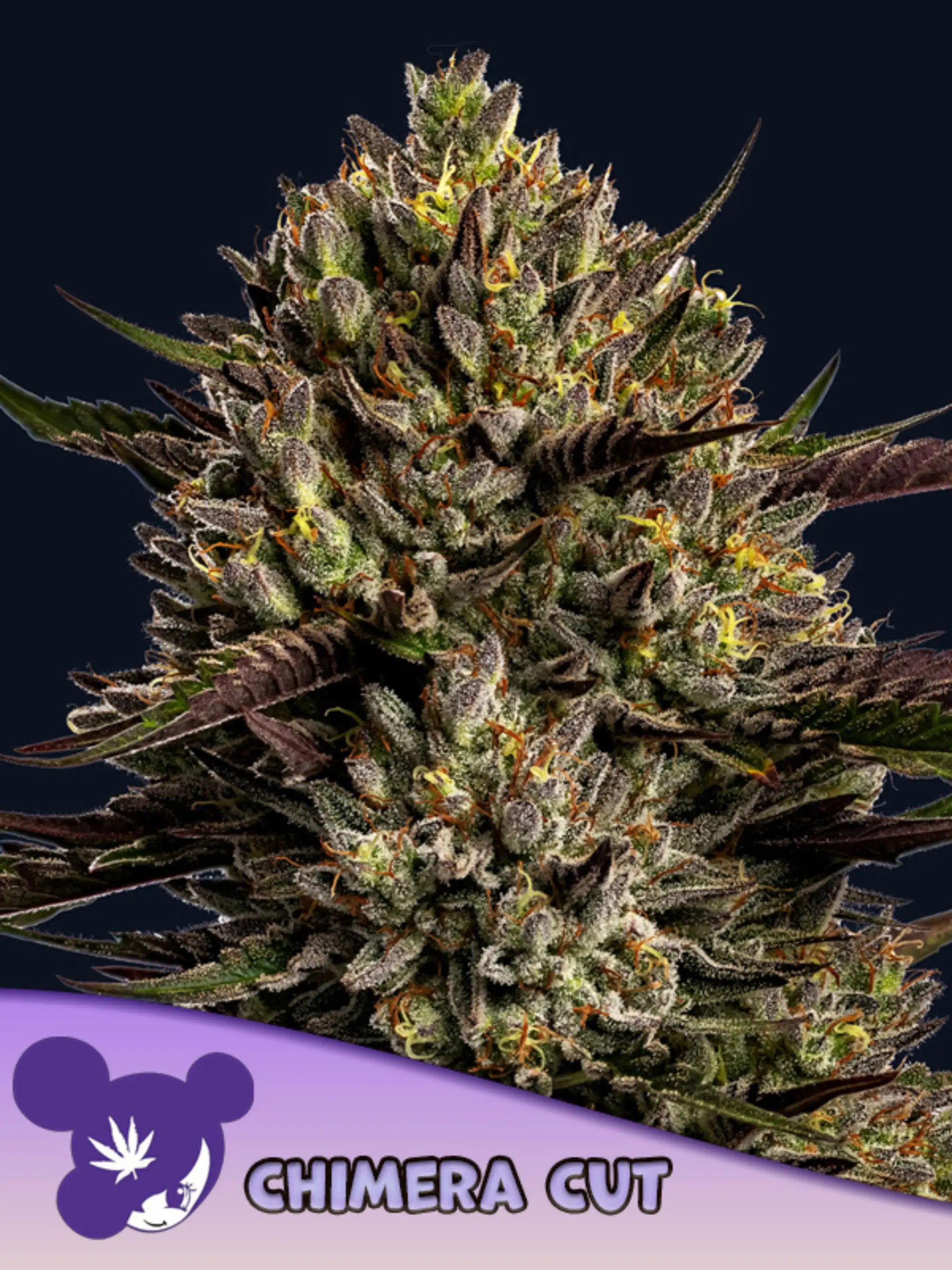 Chimera Cut® feminisierte Cannabissamen von Anesia Seeds zur Sammlung genetischer Vielfalt.