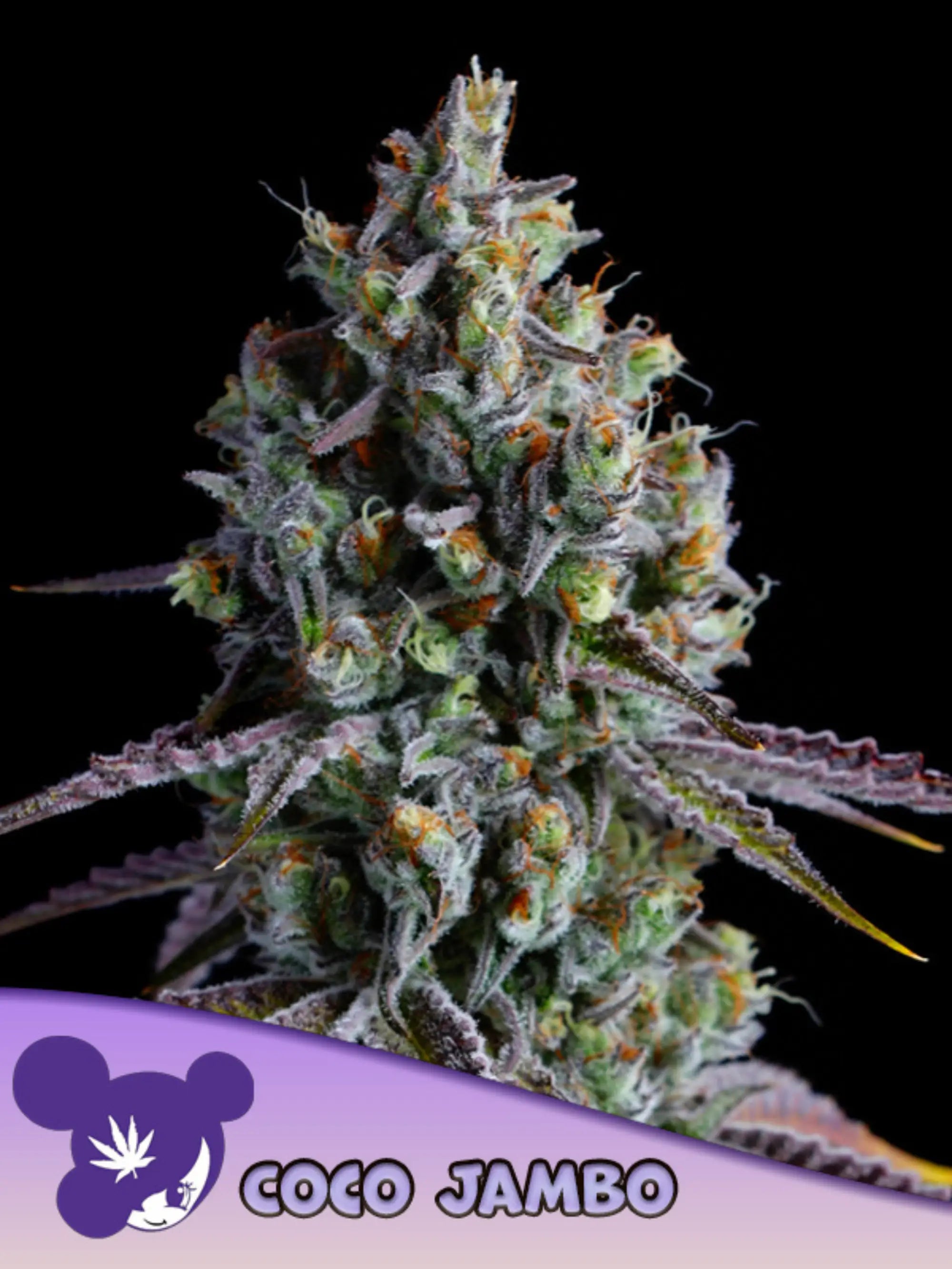 Coco Jambo® feminisierte Cannabissamen von Anesia Seeds zur Sammlung genetischer Vielfalt.