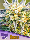 Congo (Landrasse) – ursprüngliche afrikanische Sativa-Genetik mit fruchtigem Aroma und kräftigem Wachstum.