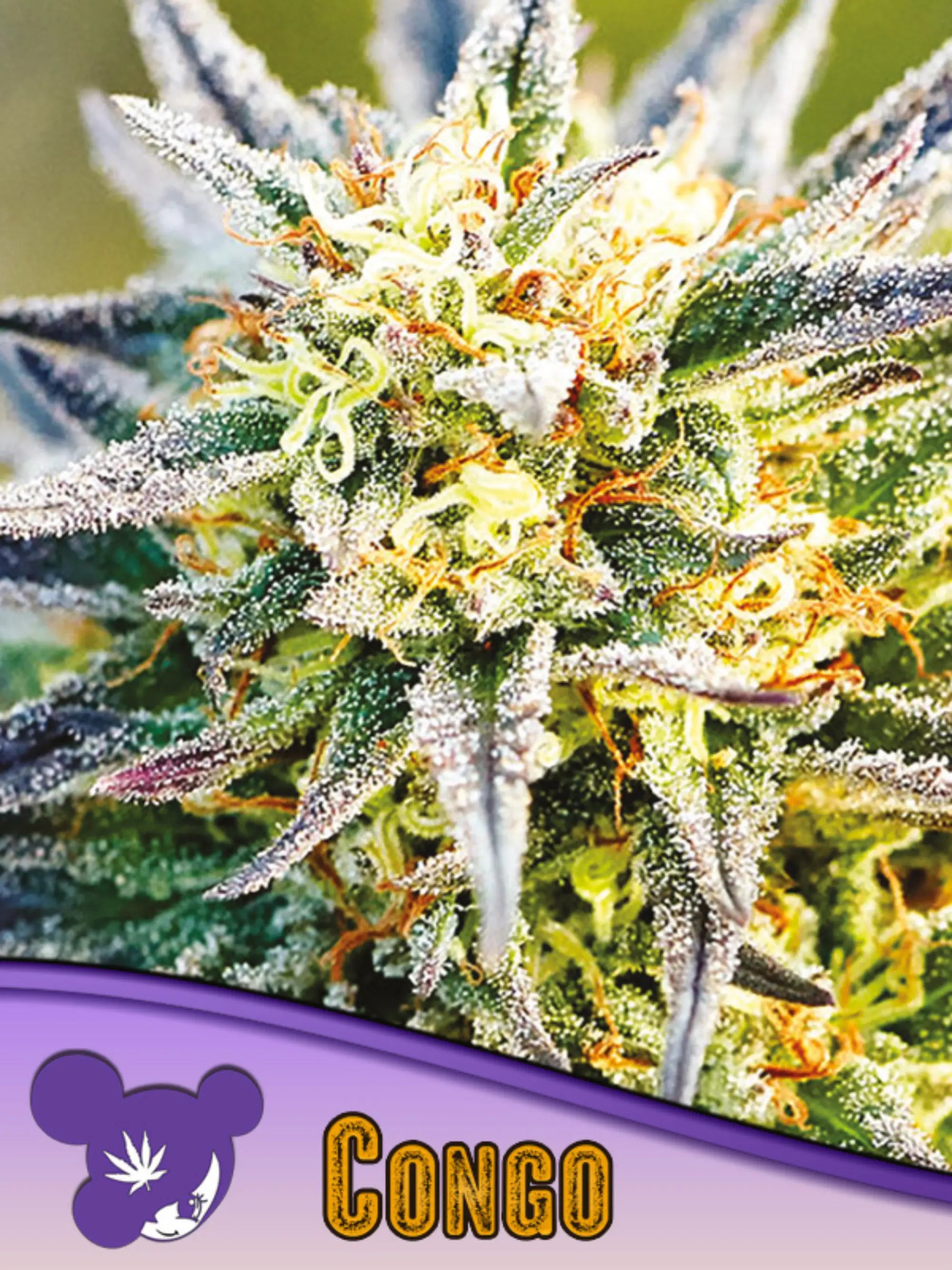Congo (Landrasse) – ursprüngliche afrikanische Sativa-Genetik mit fruchtigem Aroma und kräftigem Wachstum.