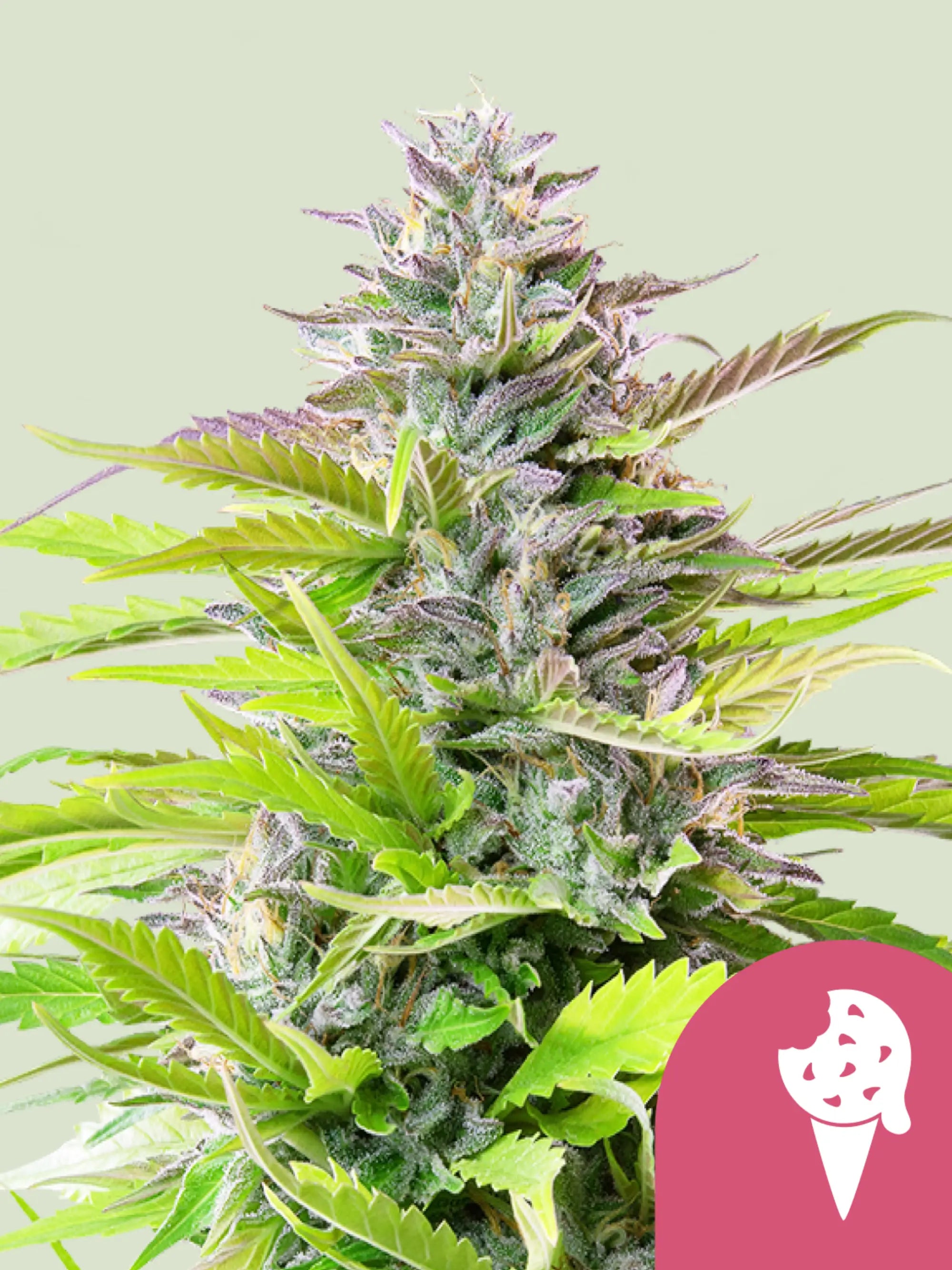 Cookies Gelato Cannabispflanze mit dichten Buds, süß-cremigem Terpenprofil und ausgewogenem Indica-Sativa-Hybrid.