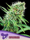Copacobana (Landrasse) – brasilianische Sativa-Genetik mit tropisch-fruchtigem Aroma und kräftigem Wachstum.
