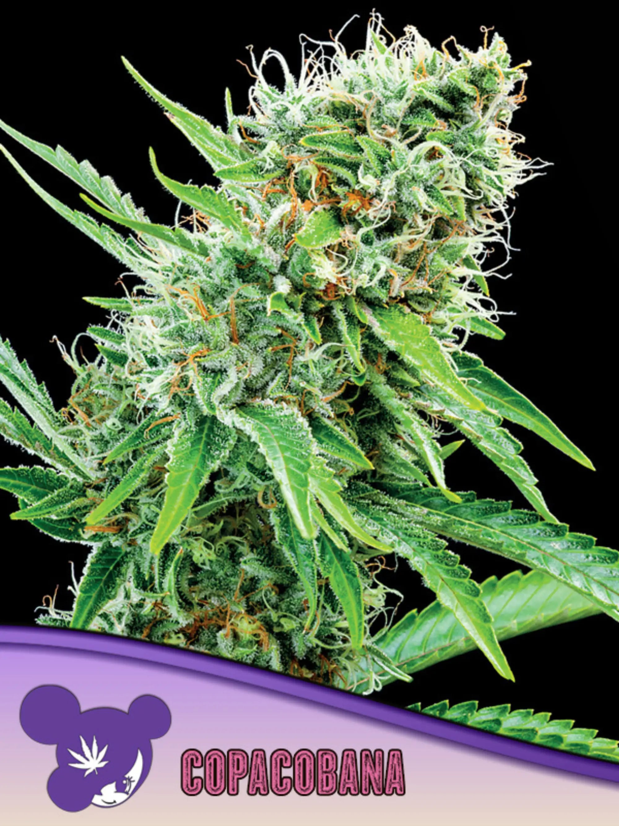 Copacobana (Landrasse) – brasilianische Sativa-Genetik mit tropisch-fruchtigem Aroma und kräftigem Wachstum.