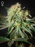 Damn Sour Cannabissamen von Green House Seed Co. – Sativa-dominanter Hybrid (60 % Sativa, 40 % Indica) aus Sour Sage mit intensiven Diesel‑Aromen und ca. 22,1 % THC.