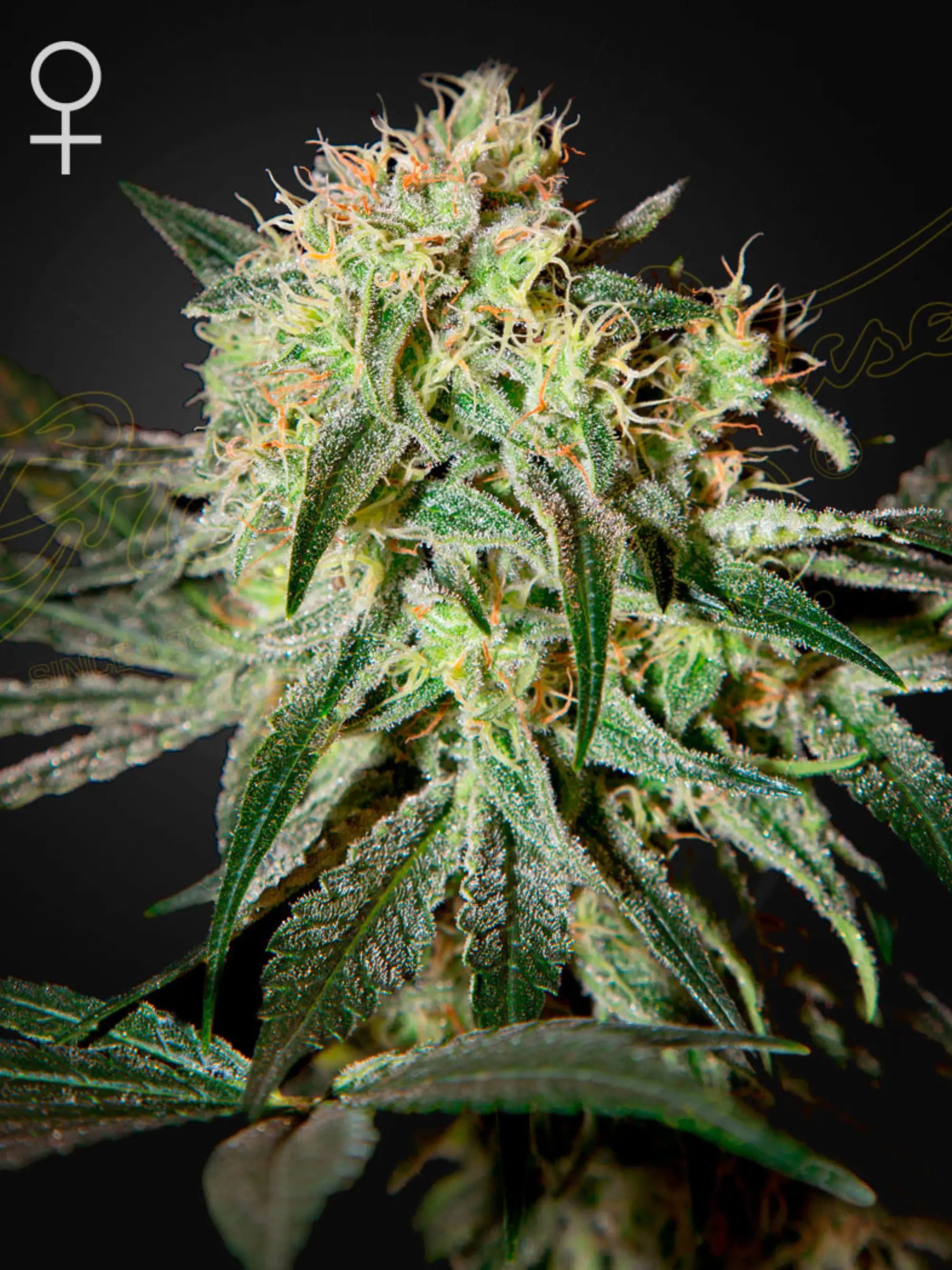 Damn Sour Cannabissamen von Green House Seed Co. – Sativa-dominanter Hybrid (60 % Sativa, 40 % Indica) aus Sour Sage mit intensiven Diesel‑Aromen und ca. 22,1 % THC.