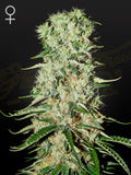 damnesia-cannabissamen-green-house-seeds