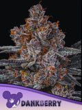 Dankberry feminisierte Cannabissamen von Anesia Seeds zur Sammlung genetischer Vielfalt