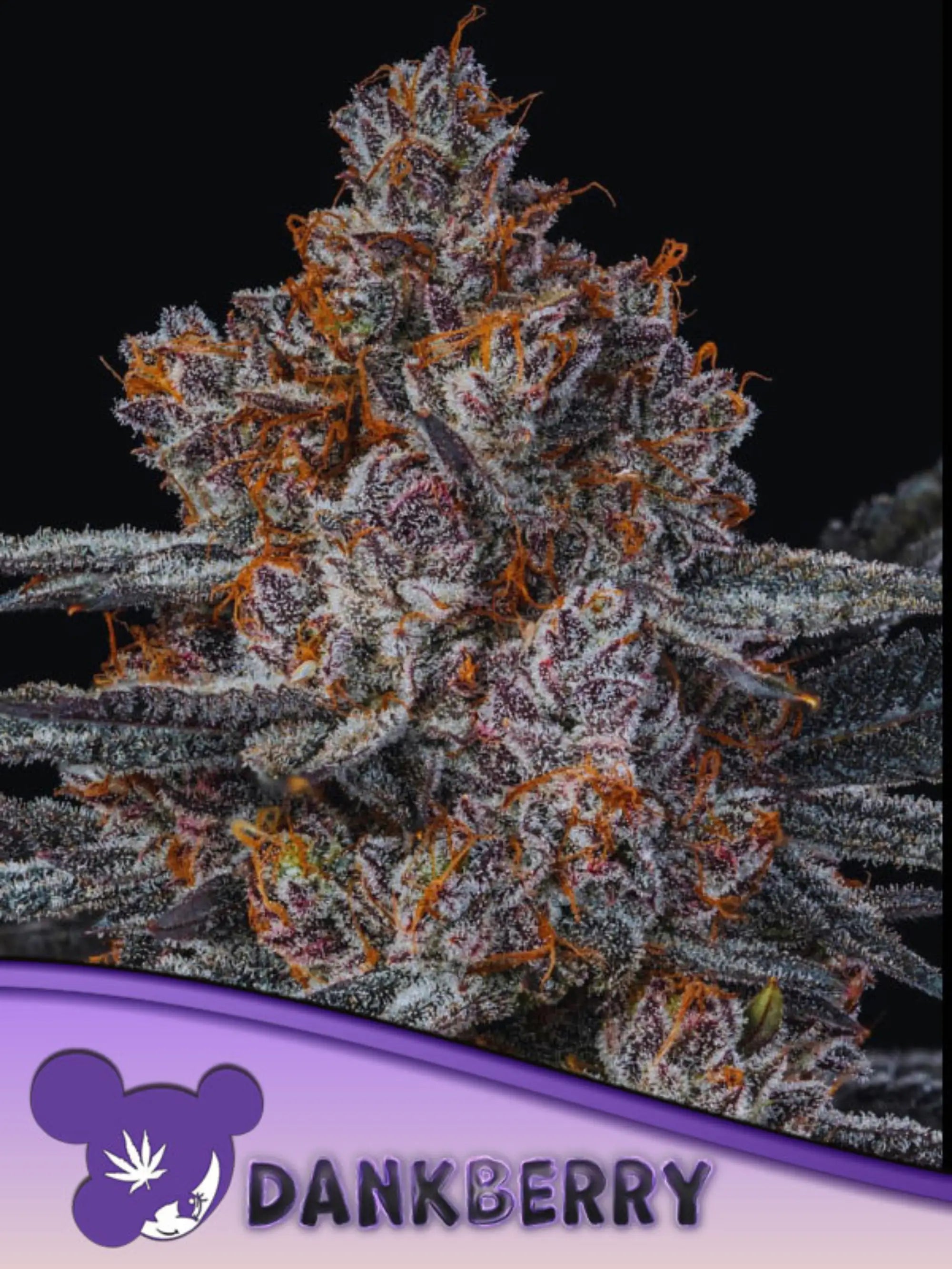 Dankberry feminisierte Cannabissamen von Anesia Seeds zur Sammlung genetischer Vielfalt