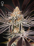Dark Phoenix von Green House Seed Co. – sativa-dominanter Hybrid (xTrainwreck x Jack Herer) mit zitronig-würzigem Aroma, großen Buds und klarem, kreativen Head-High