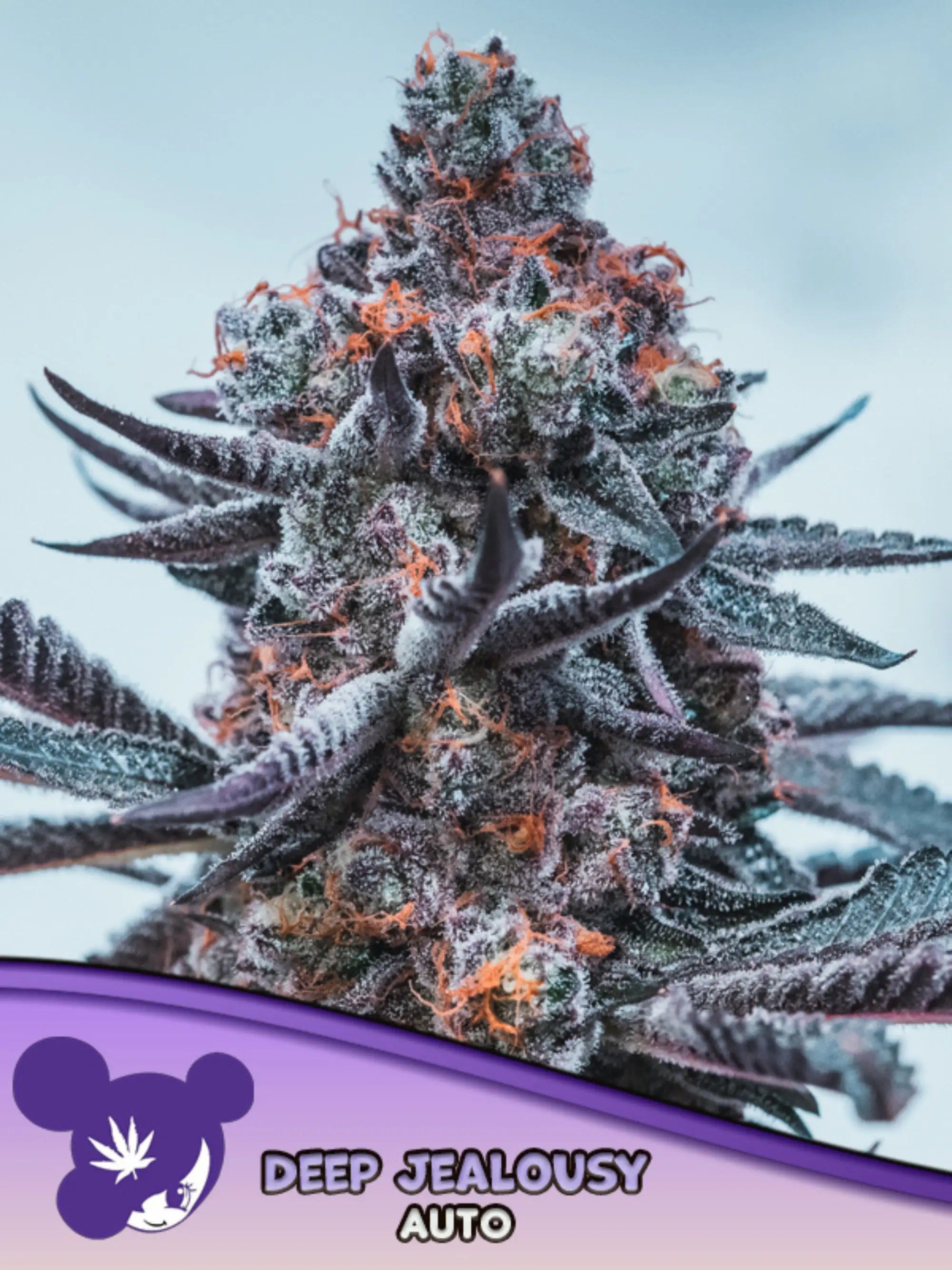 Deep Jealousy Auto von Anesia Seeds – kompakte Autoflowering-Sorte mit fruchtigem Ananas- und Beerenaroma, für Sammler- und Forschungszwecke