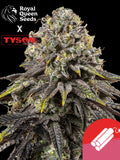Dynamite Diesel Cannabispflanze mit dichten, harzigen Blüten – Royal Queen Seeds x Tyson 2.0, feminisiert, 22 % THC