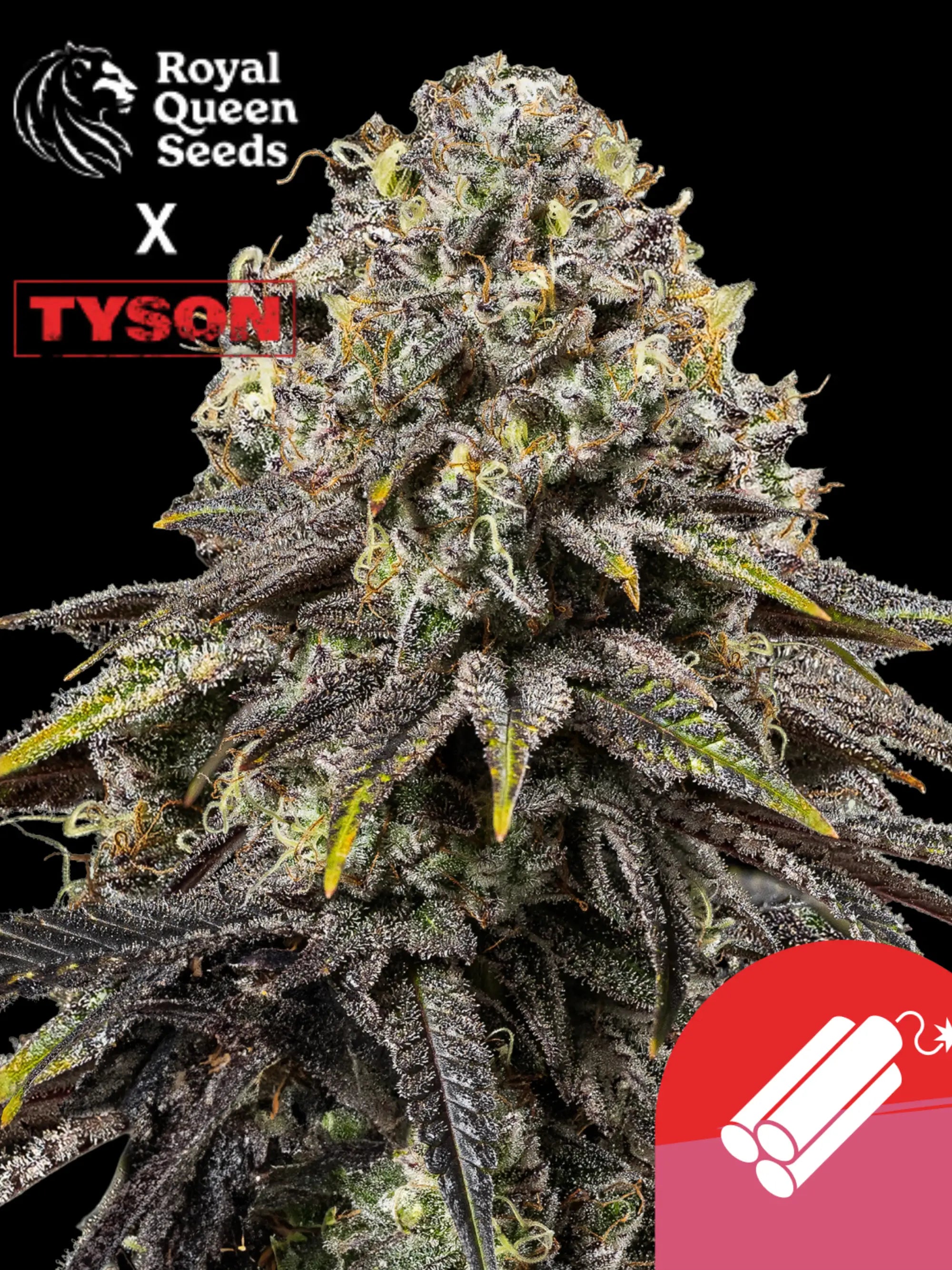 Dynamite Diesel Cannabispflanze mit dichten, harzigen Blüten – Royal Queen Seeds x Tyson 2.0, feminisiert, 22 % THC