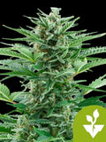 Easy Bud Auto von Royal Queen Seeds, kompakte, selbstblühende Autoflower mit aromatischen, harzreichen Blüten