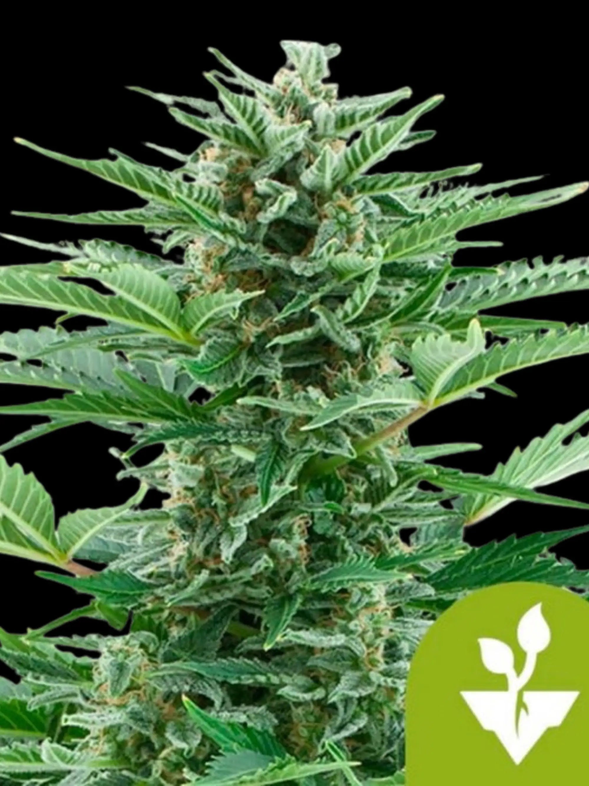 Easy Bud Auto von Royal Queen Seeds, kompakte, selbstblühende Autoflower mit aromatischen, harzreichen Blüten