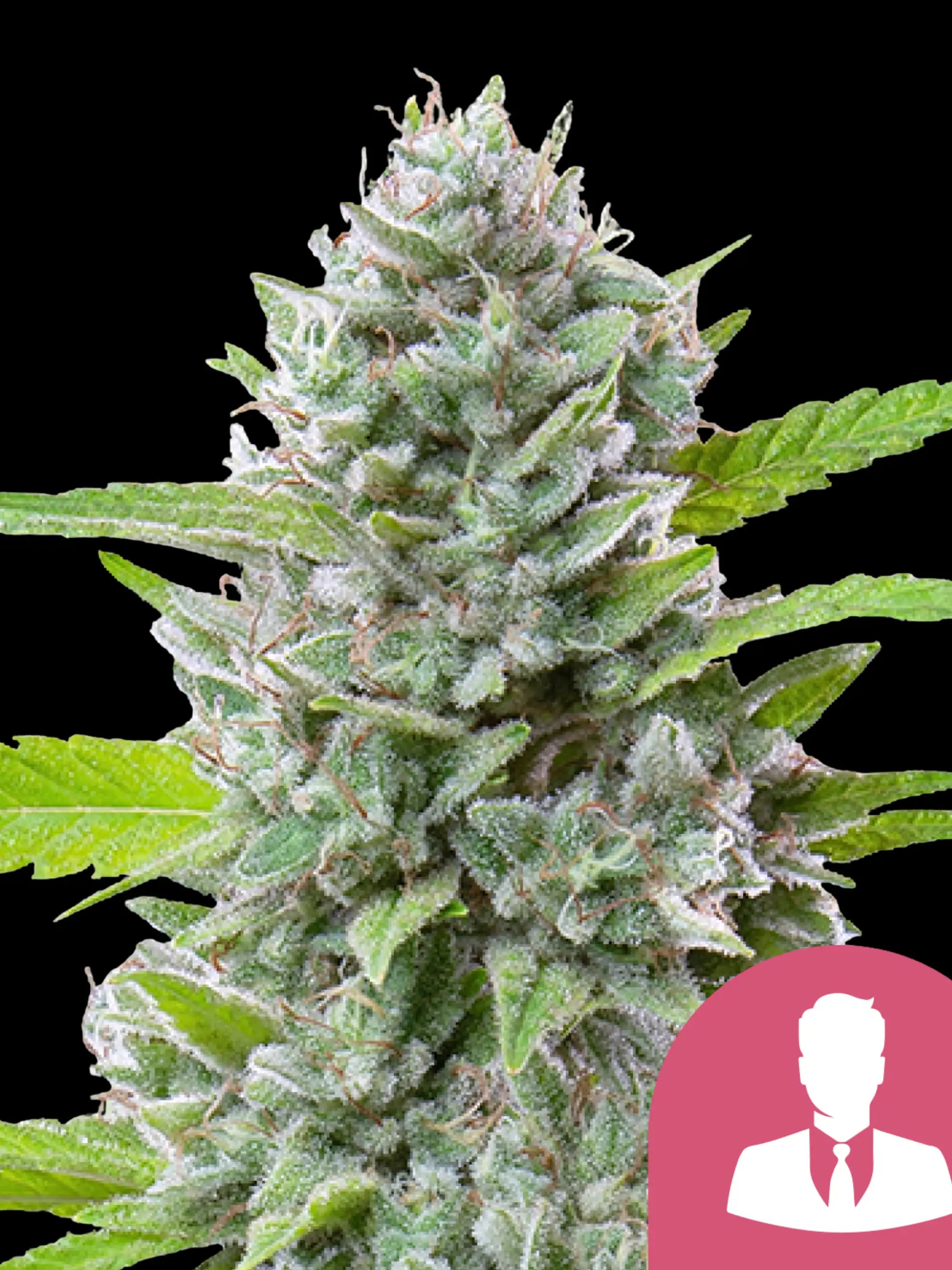 El Patron Blüten mit fruchtigem, würzigem Kush-Aroma