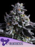 Elementz feminisierte Cannabissamen von Anesia Seeds zur Sammlung genetischer Vielfalt