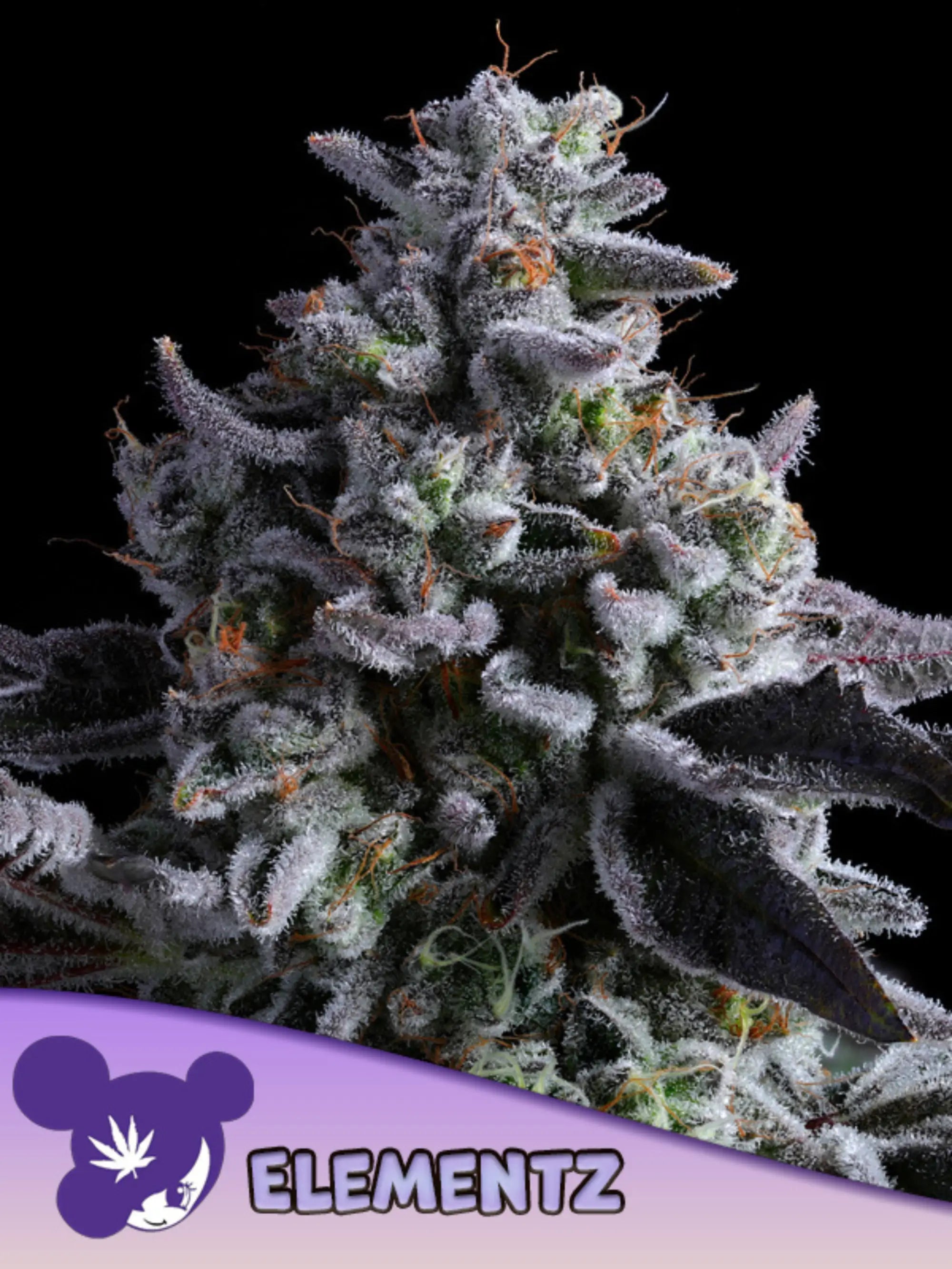 Elementz feminisierte Cannabissamen von Anesia Seeds zur Sammlung genetischer Vielfalt