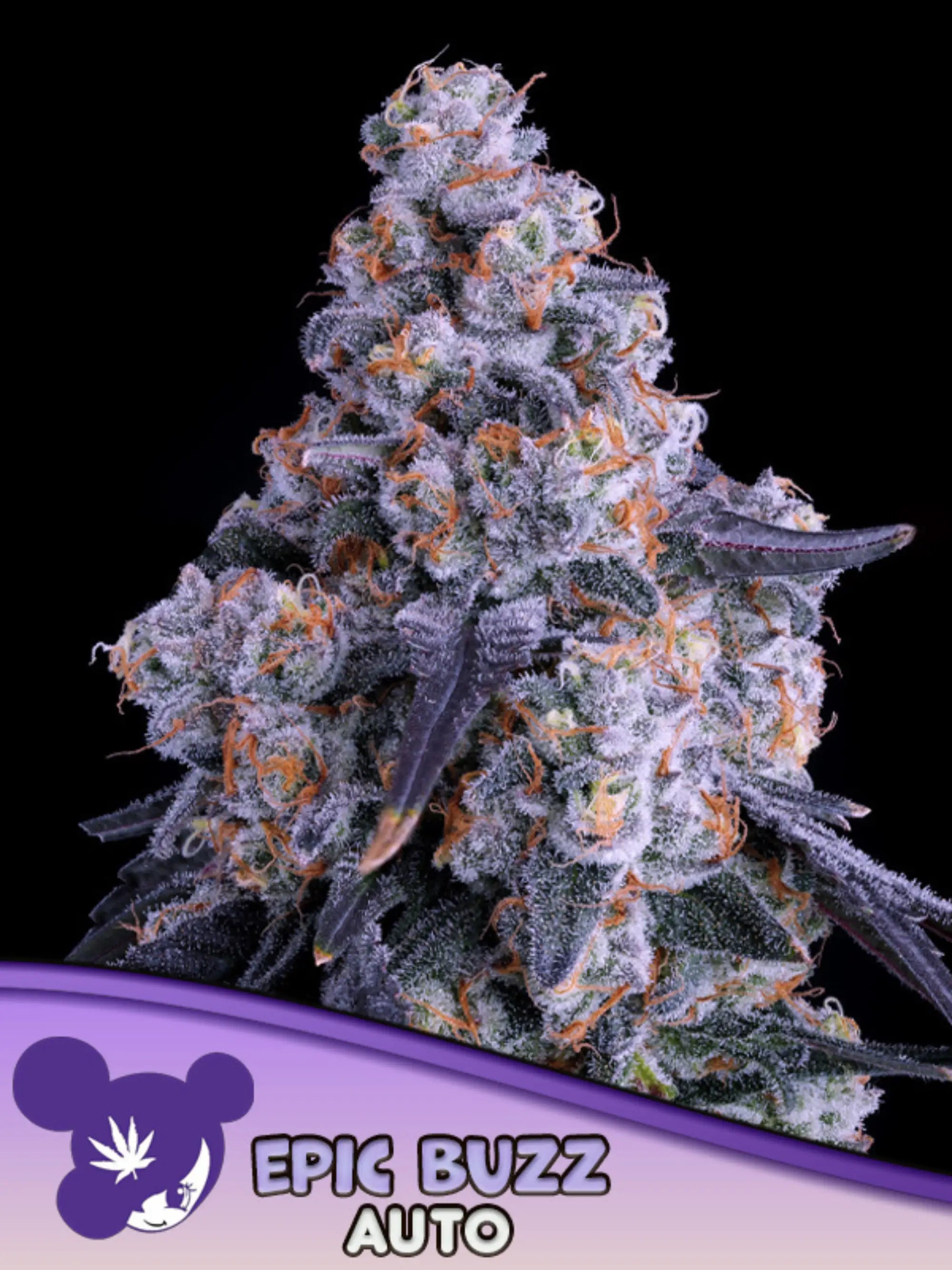 Epic Buzz Auto von Anesia Seeds – potente Indica-Autoflower mit süß-beerigem Aroma, ideal für Sammler- und Forschungszwecke