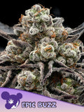 Epic Buzz feminisierte Cannabissamen von Anesia Seeds zur Sammlung genetischer Vielfalt