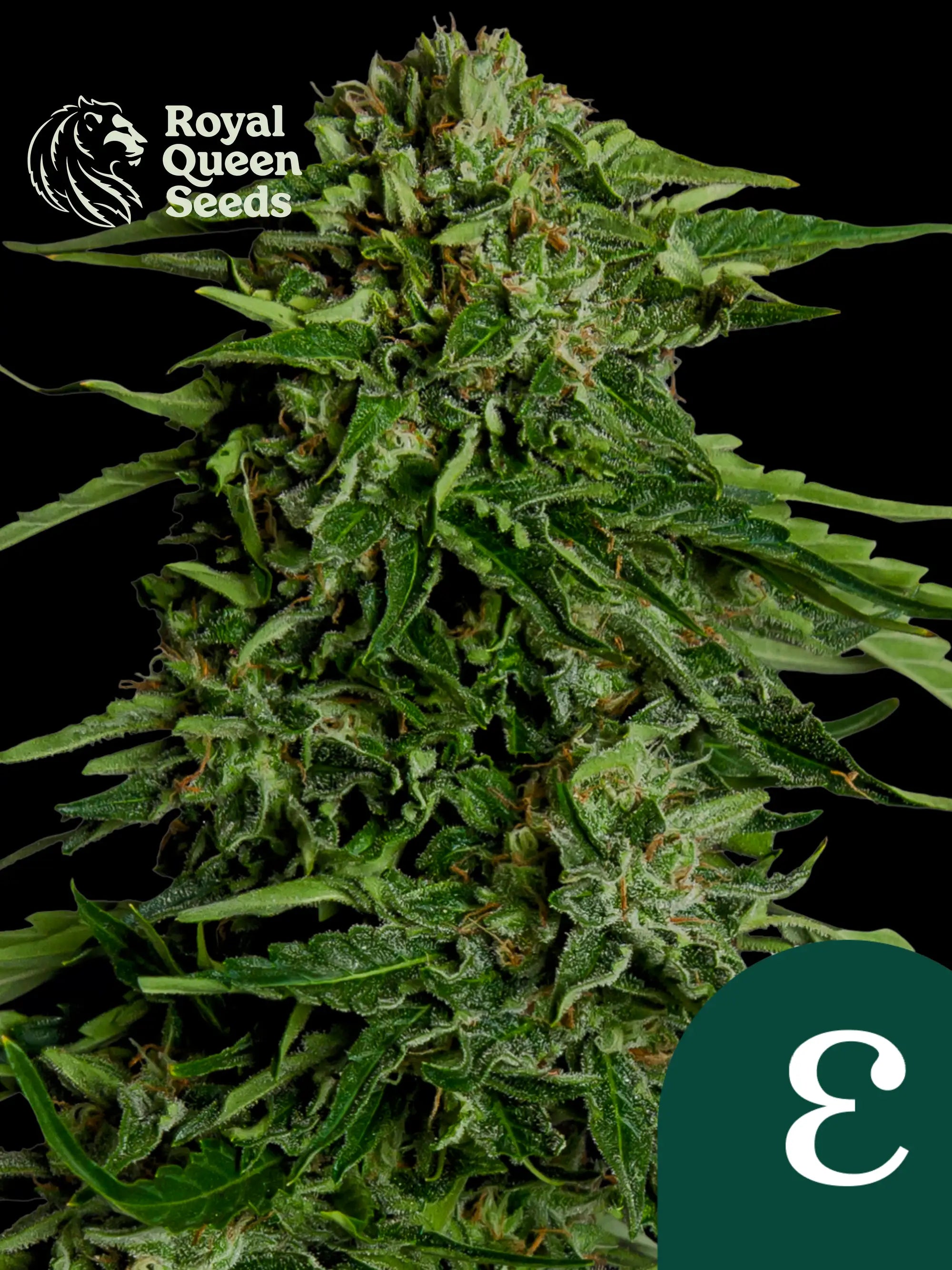 Epsilon F1  Premium Autoflower Hybrid von Royal Queen Seeds mit 20 % THC, intensivem Aroma, kompakter Struktur und schneller Ernte