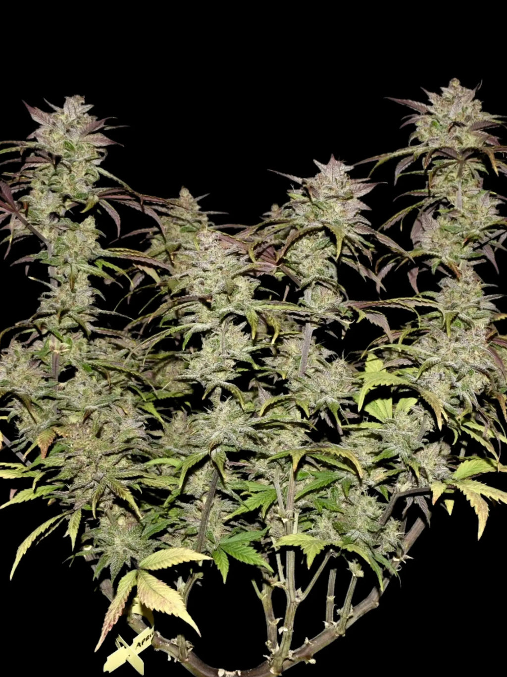 Kompakte Autoflower-Pflanze mit ausgewogener Hybridstruktur und gleichmäßiger Entwicklung.