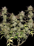 Kompakte Autoflower-Pflanze mit ausgewogener Hybridstruktur und gleichmäßiger Entwicklung.
