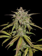 Harzreiche Autoflower-Genetik mit intensiver Trichomentwicklung und stabiler Linienführung.