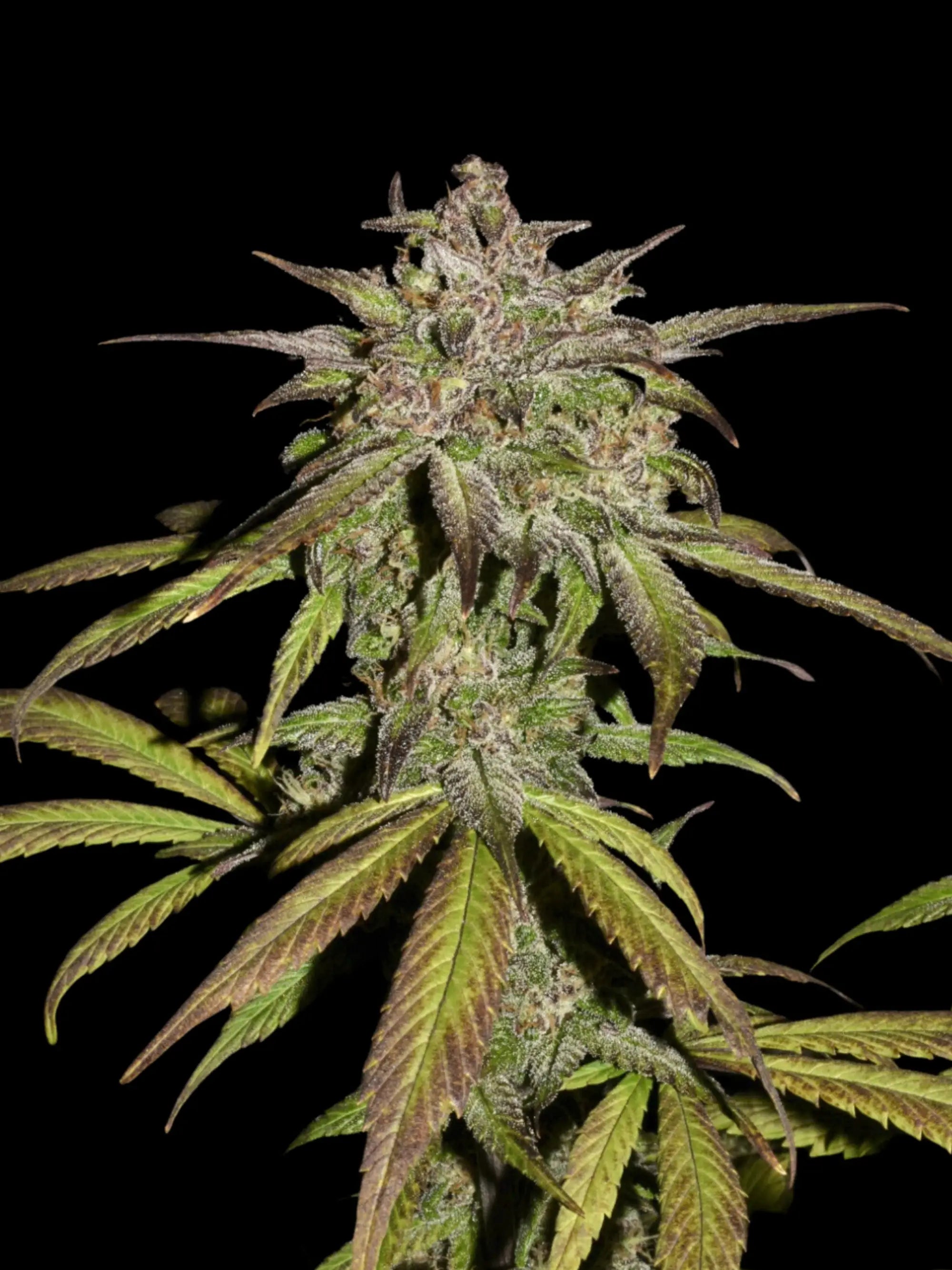 Harzreiche Autoflower-Genetik mit intensiver Trichomentwicklung und stabiler Linienführung.