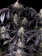 Robuste Autoflower-Pflanze mit gleichmäßigem Wuchs, kräftiger Struktur und hoher Ertragsleistung.