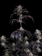 Stark harzbildende Autoflower-Genetik mit dichter Trichombildung und intensiver Aromaentwicklung.