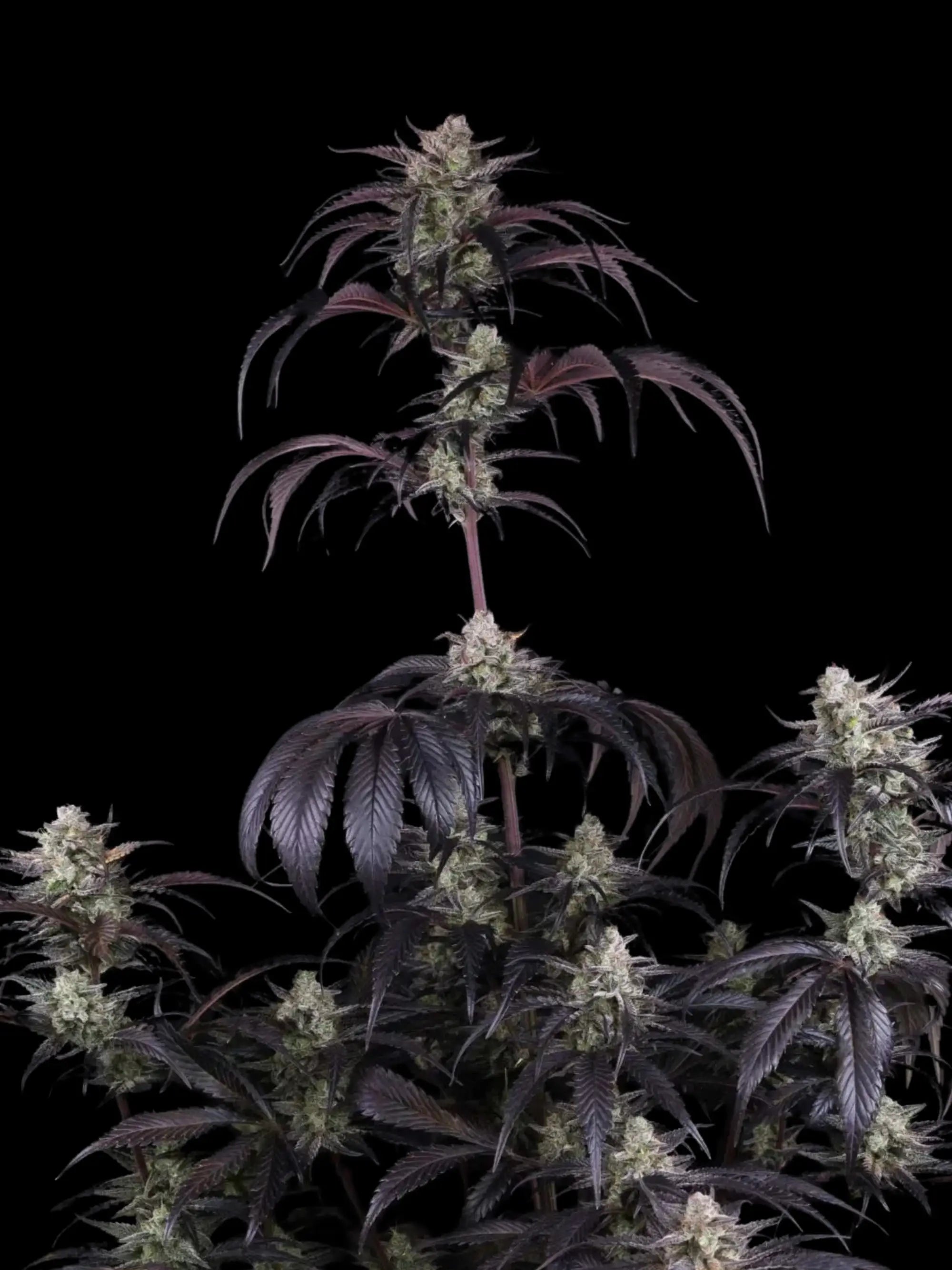 Stark harzbildende Autoflower-Genetik mit dichter Trichombildung und intensiver Aromaentwicklung.