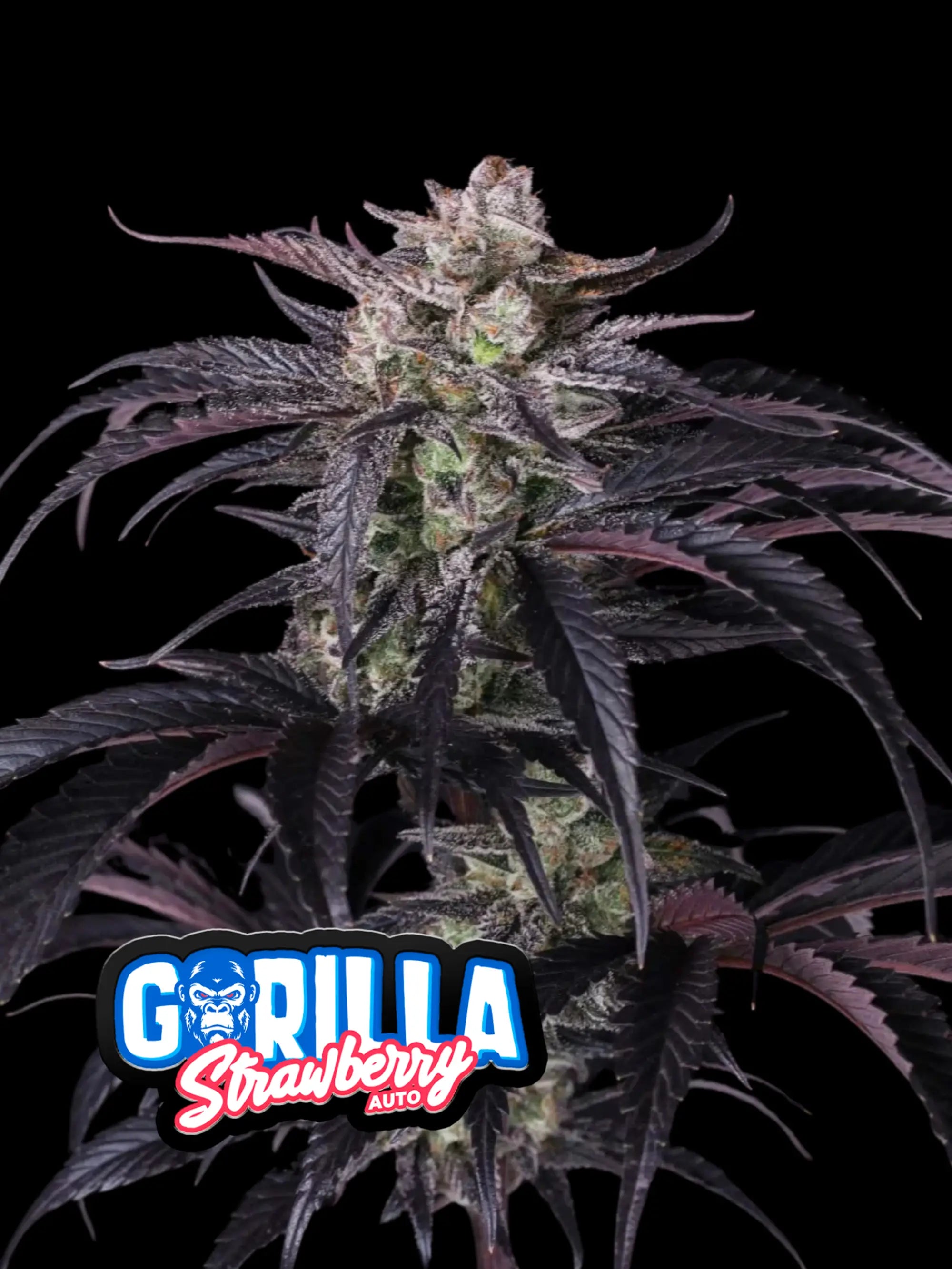 Next-Gen Autoflower RF3 Linie mit hoher Stabilität, starker Potenz und moderner Hybridzucht.
