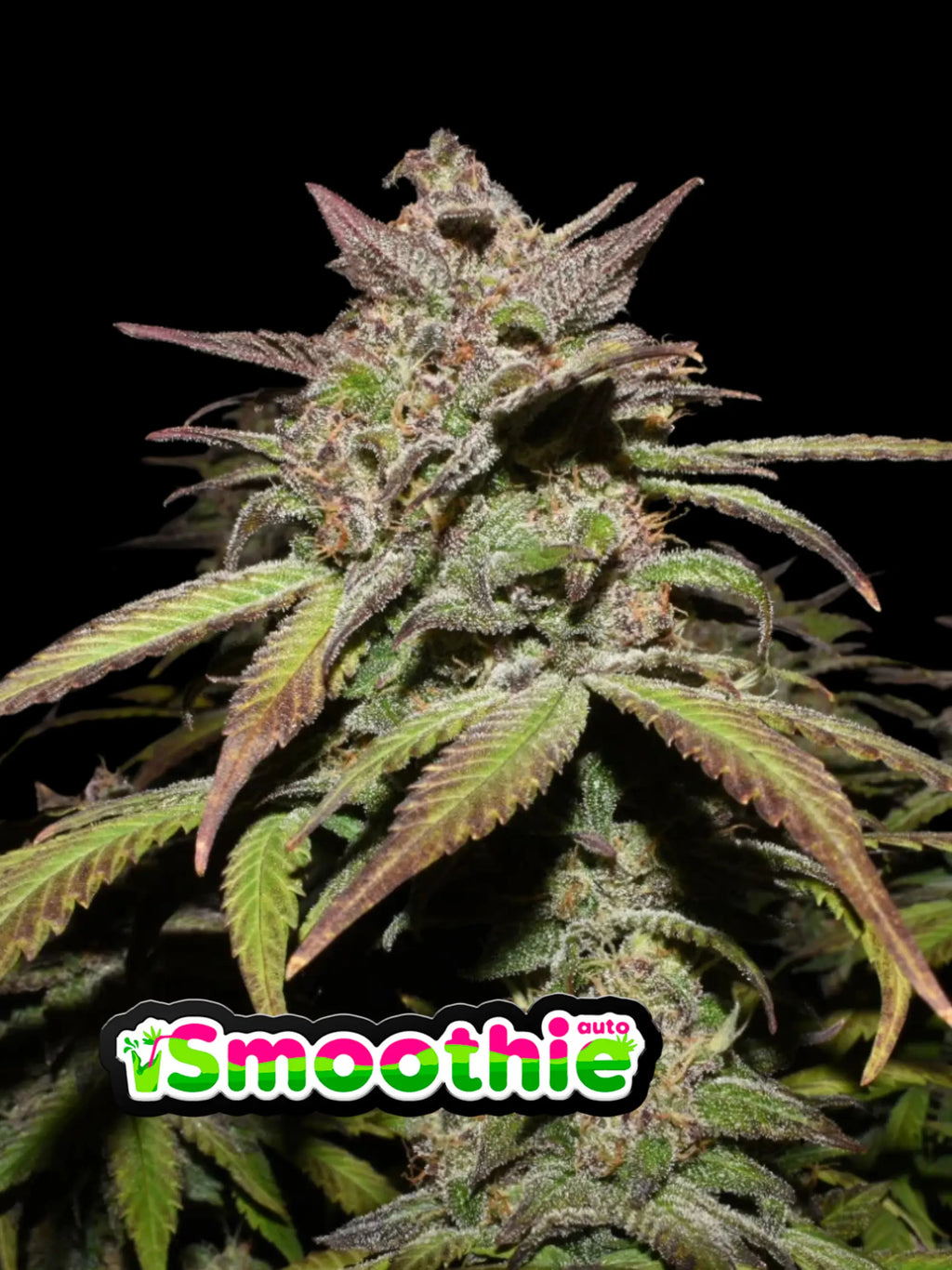Autoflower Hybridlinie mit stabiler Genetik und hohem aromatischem Potenzial aus moderner Zucht.