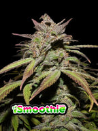 Autoflower Hybridlinie mit stabiler Genetik und hohem aromatischem Potenzial aus moderner Zucht.