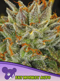 Fat Monkey Auto von Anesia Seeds – Sativa-dominante Autoflower (80% Sativa / 20% Indica) mit süß-exotischem Aroma von Banane und Ananas, großen Buds und starkem, euphorischem Effekt