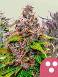 Feminisiert Indoor Mix von Royal Queen Seeds mit verschiedenen Indoor-Cannabissamen zur Sammlung