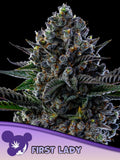 First Lady feminisierte Cannabissamen von Anesia Seeds zur Sammlung genetischer Vielfalt.