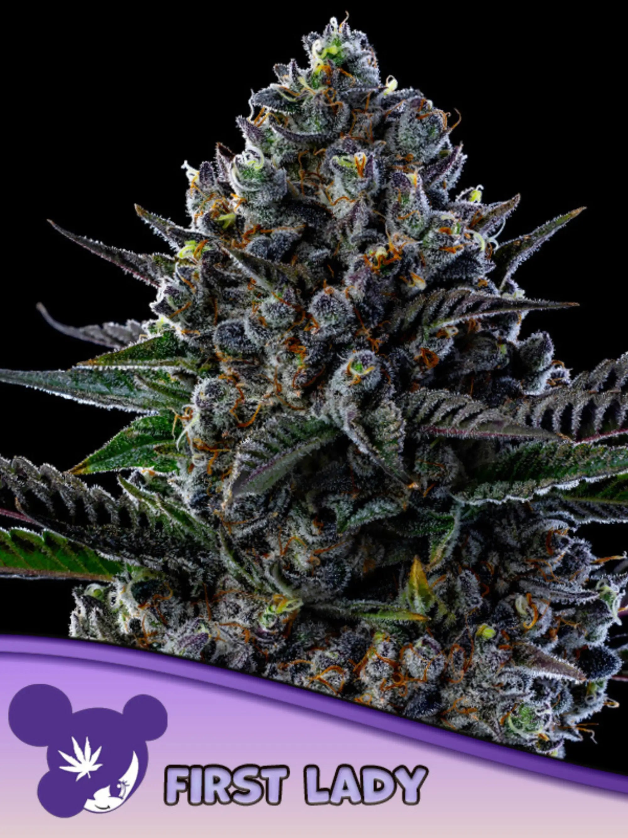 First Lady feminisierte Cannabissamen von Anesia Seeds zur Sammlung genetischer Vielfalt.