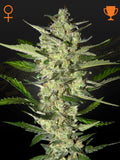 Flowerbomb Kush Cannabissamen – Indica-dominante Sorte aus Green Crack x OG Kush mit dichten, harzigen Buds und fruchtig-würzigem Kush-Aroma.
