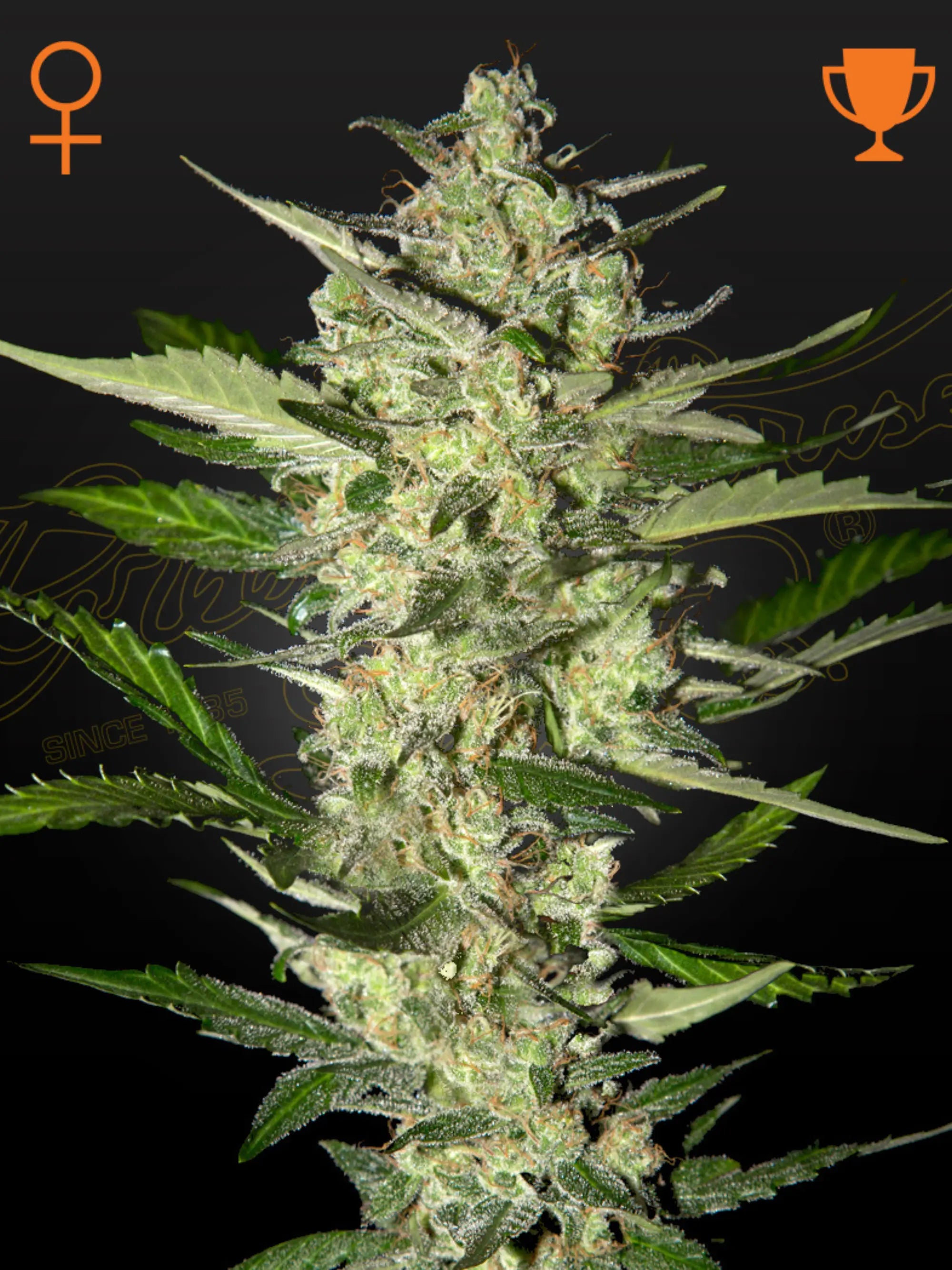 Flowerbomb Kush Cannabissamen – Indica-dominante Sorte aus Green Crack x OG Kush mit dichten, harzigen Buds und fruchtig-würzigem Kush-Aroma.