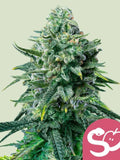 Forbidden Fruit Cannabissamen von Royal Queen Seeds – fruchtige Indica-Genetik für Sammler
