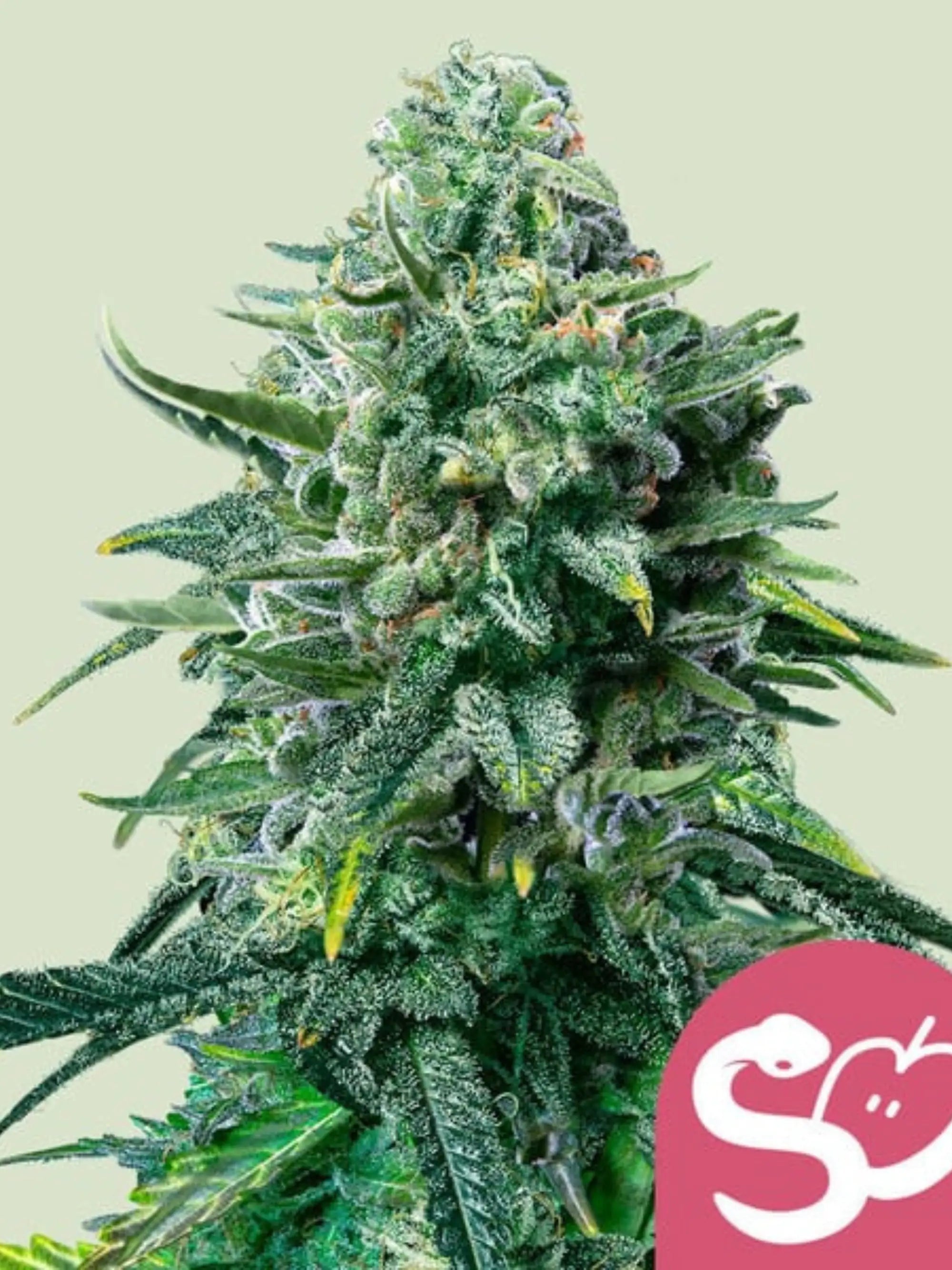 Forbidden Fruit Cannabissamen von Royal Queen Seeds – fruchtige Indica-Genetik für Sammler